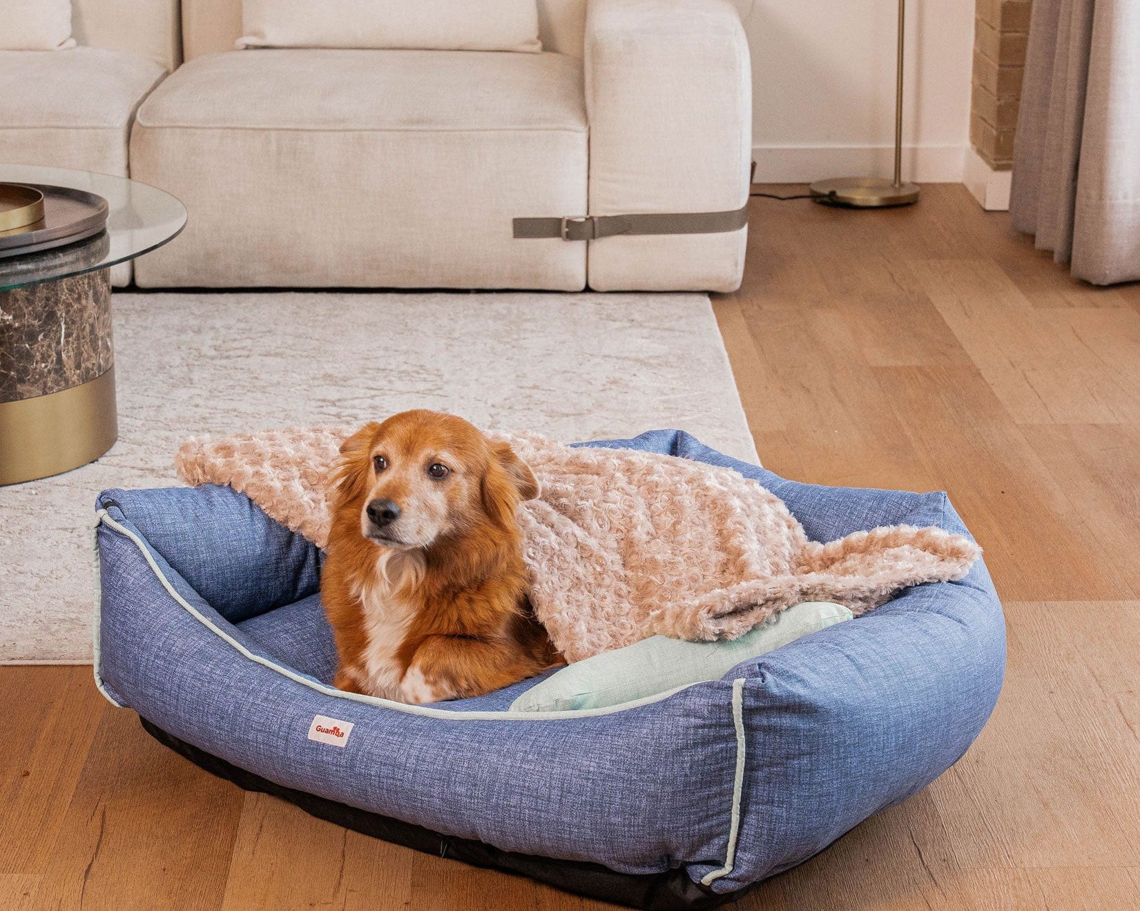 ¡Necesito una cama para mi perro! ¿Qué me recomiendan?