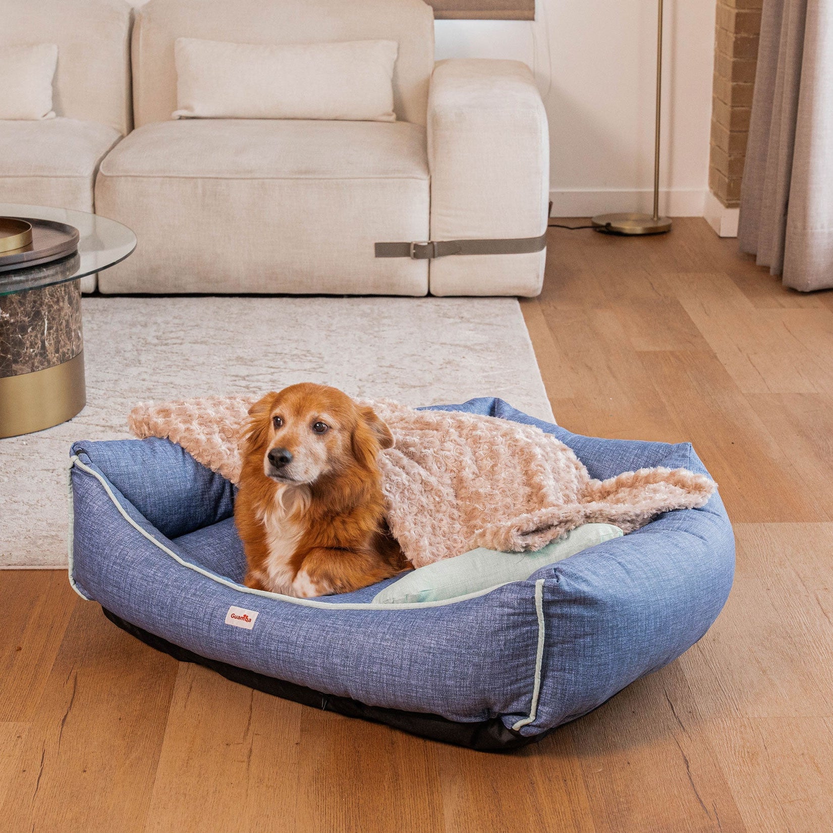 ¡Necesito una cama para mi perro! ¿Qué me recomiendan?