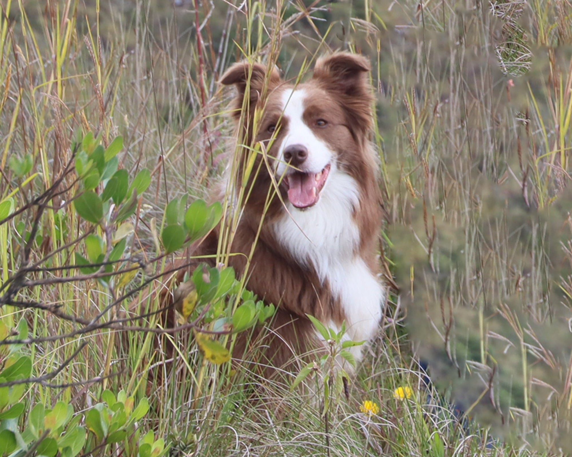 Tu perro explora con la nariz: beneficios de dejarlo olfatear en cada paseo