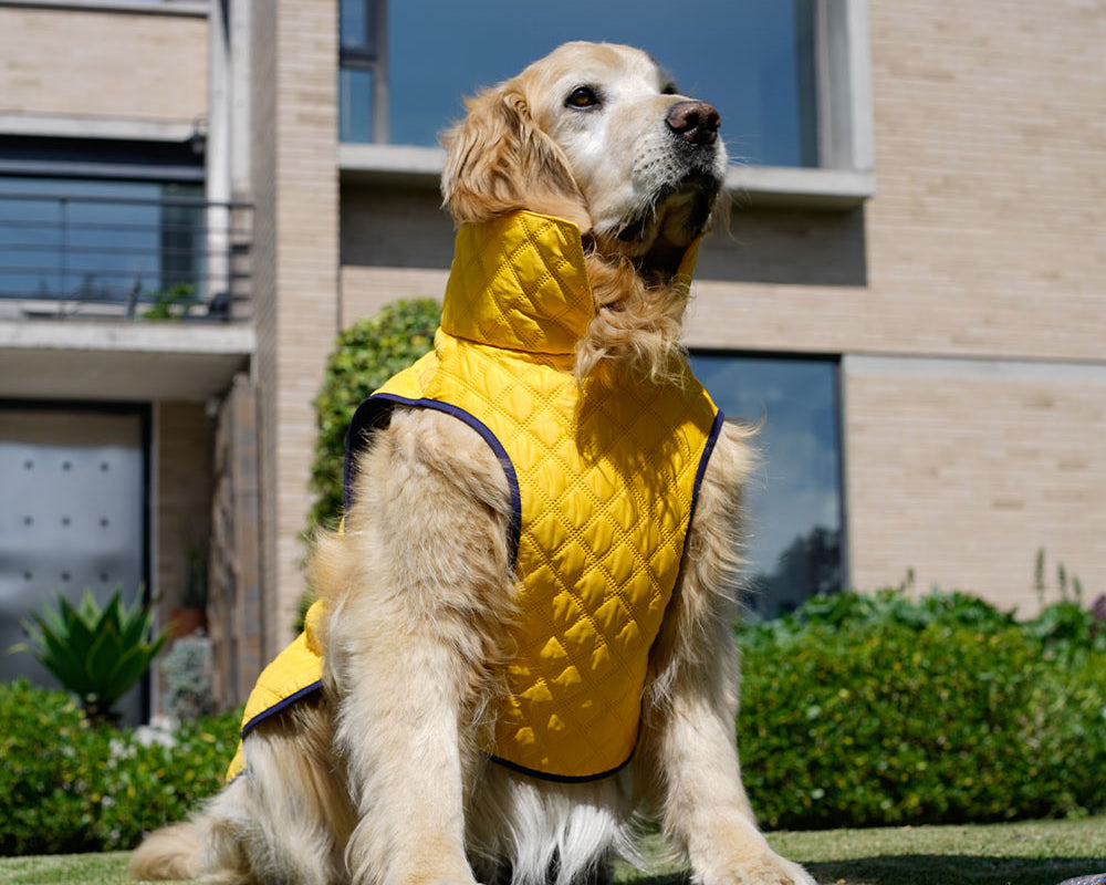 Tu mascota también hace parte del conjunto: lo que debes saber sobre las zonas comunes
