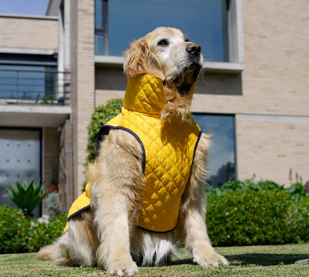 Tu mascota también hace parte del conjunto: lo que debes saber sobre las zonas comunes