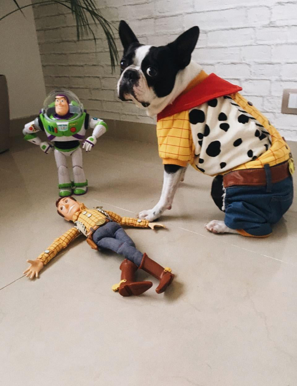 ¿Disfrazar a las mascotas? - La guía Guamba de cómo hacerlo y consideraciones para tomar la decisión