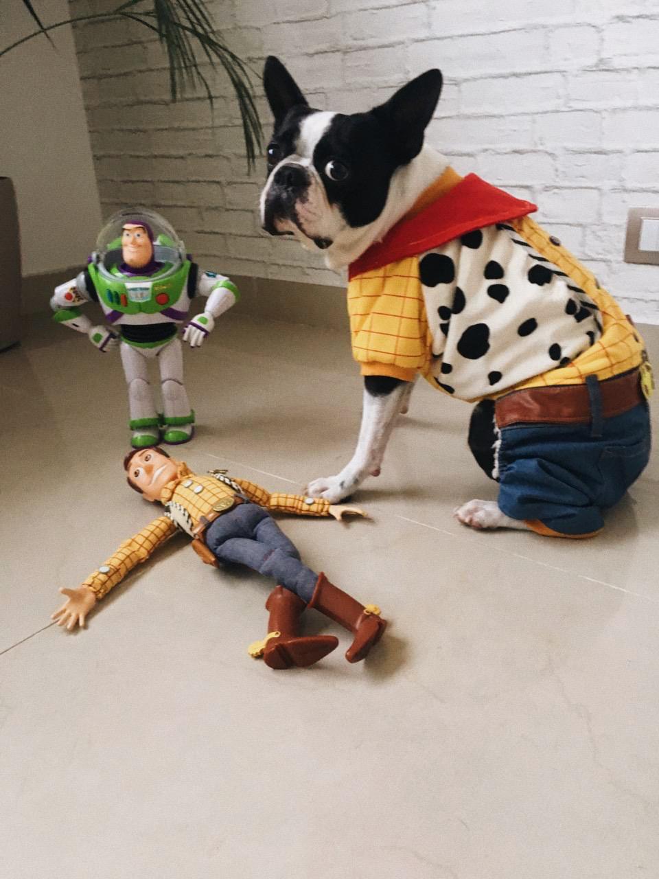 ¿Disfrazar a las mascotas? - La guía Guamba de cómo hacerlo y consideraciones para tomar la decisión