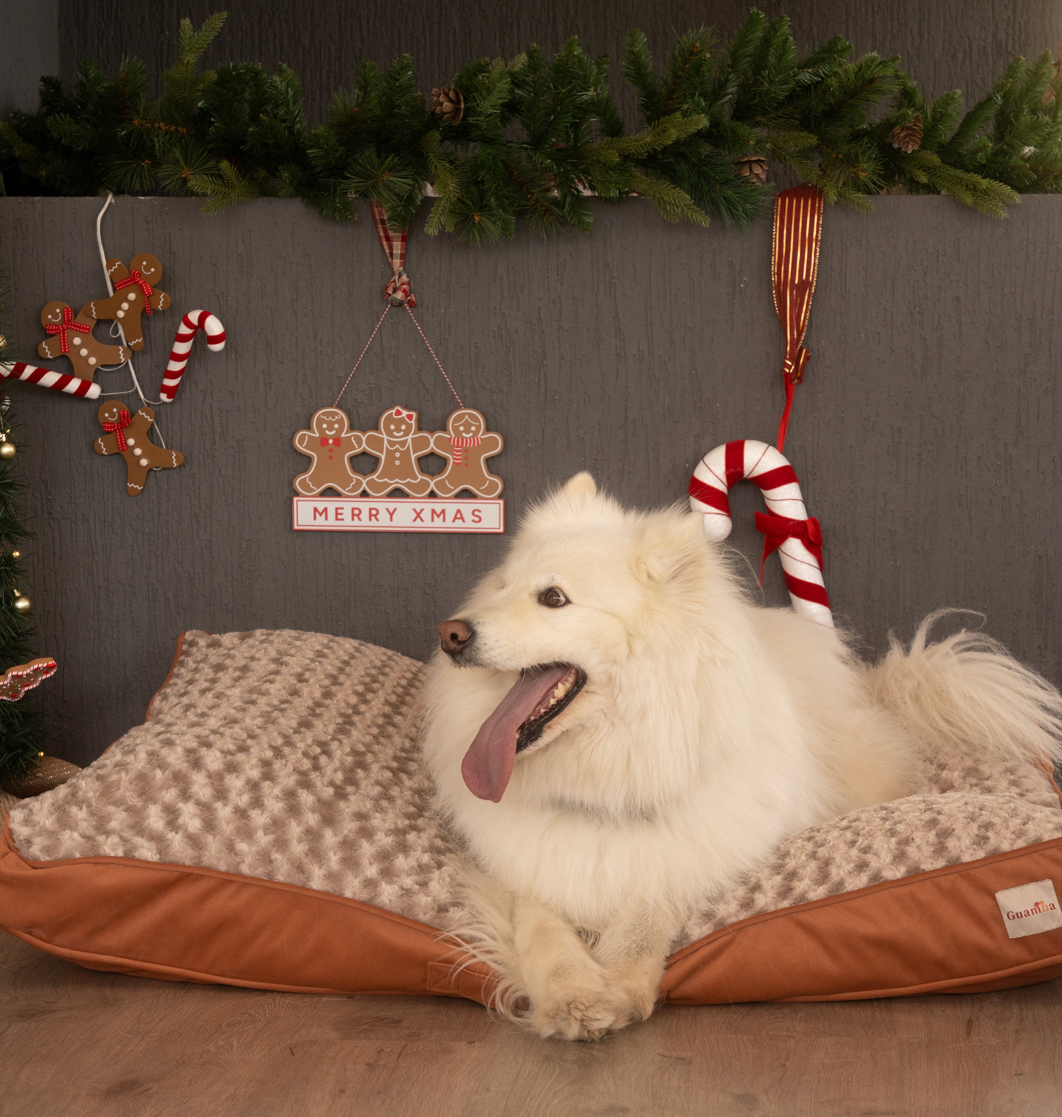 La felicidad de las mascotas en Navidad: cuando ven y destapan su regalo 🎁🐶🐱