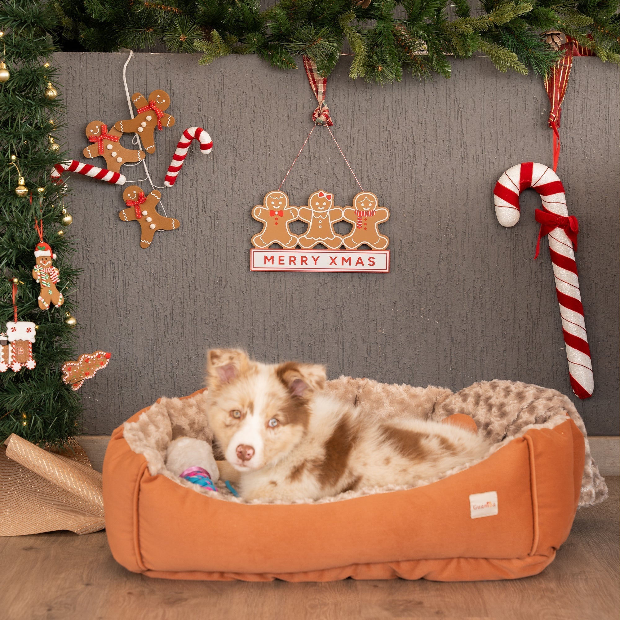 Guía real para proteger a tu perro o gato en temporada de pólvora