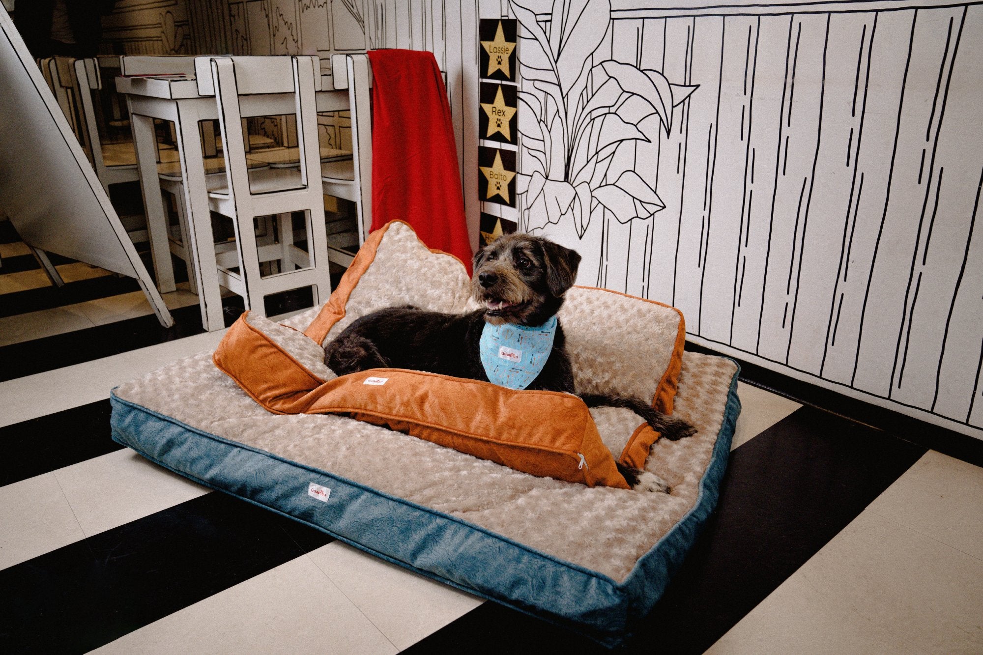 Dog Mania