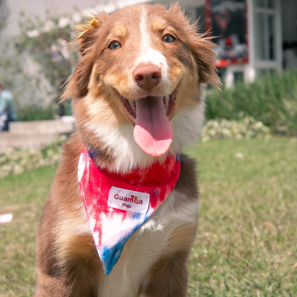 Bandanas para perros