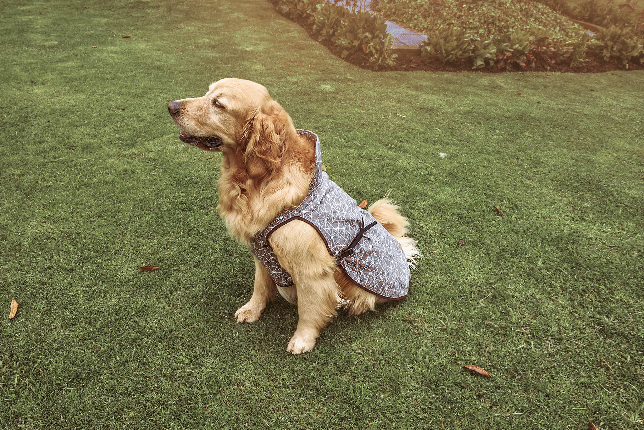 Pasear