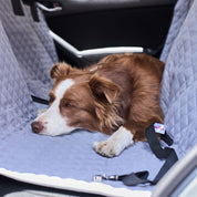 Cinturón de carro para mascotas