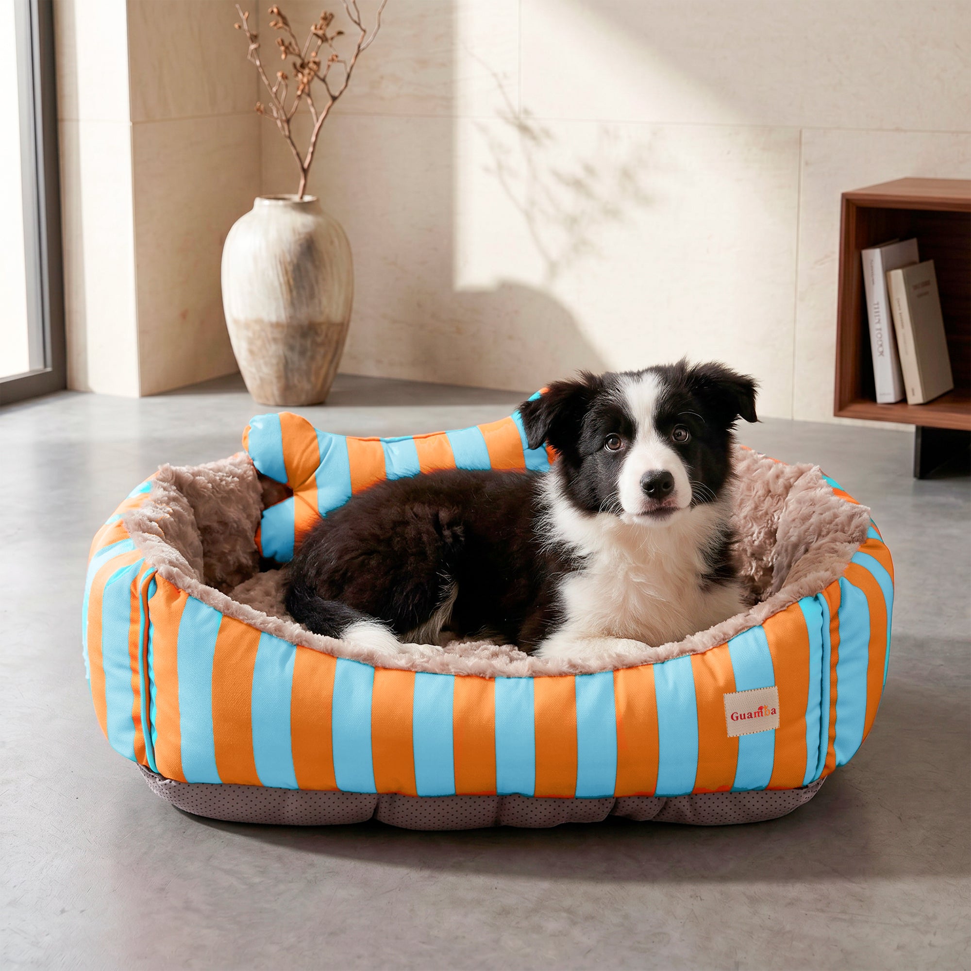 BORDER-COLLIE-PRINCIPAL-CAMA-FUNNY-GUAMBA.jpg