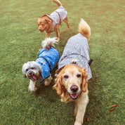 Impermeables para perro Teckel