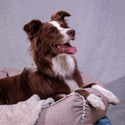 Camas Fresh para perro