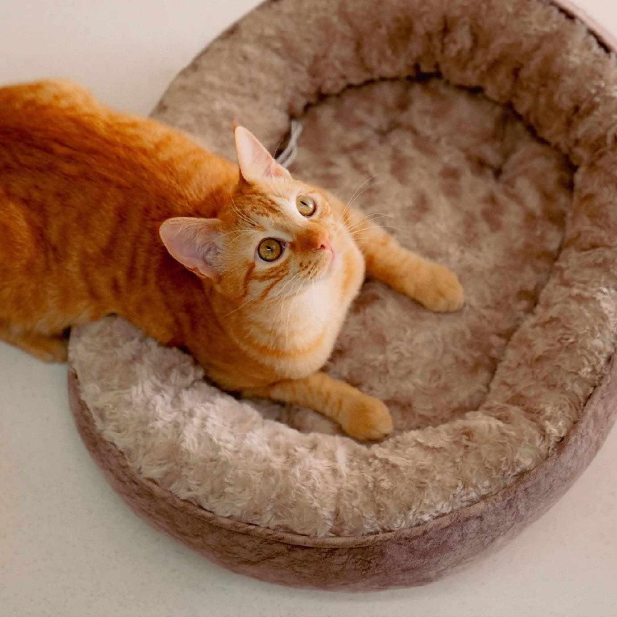 PARIS-GATO-1.jpg