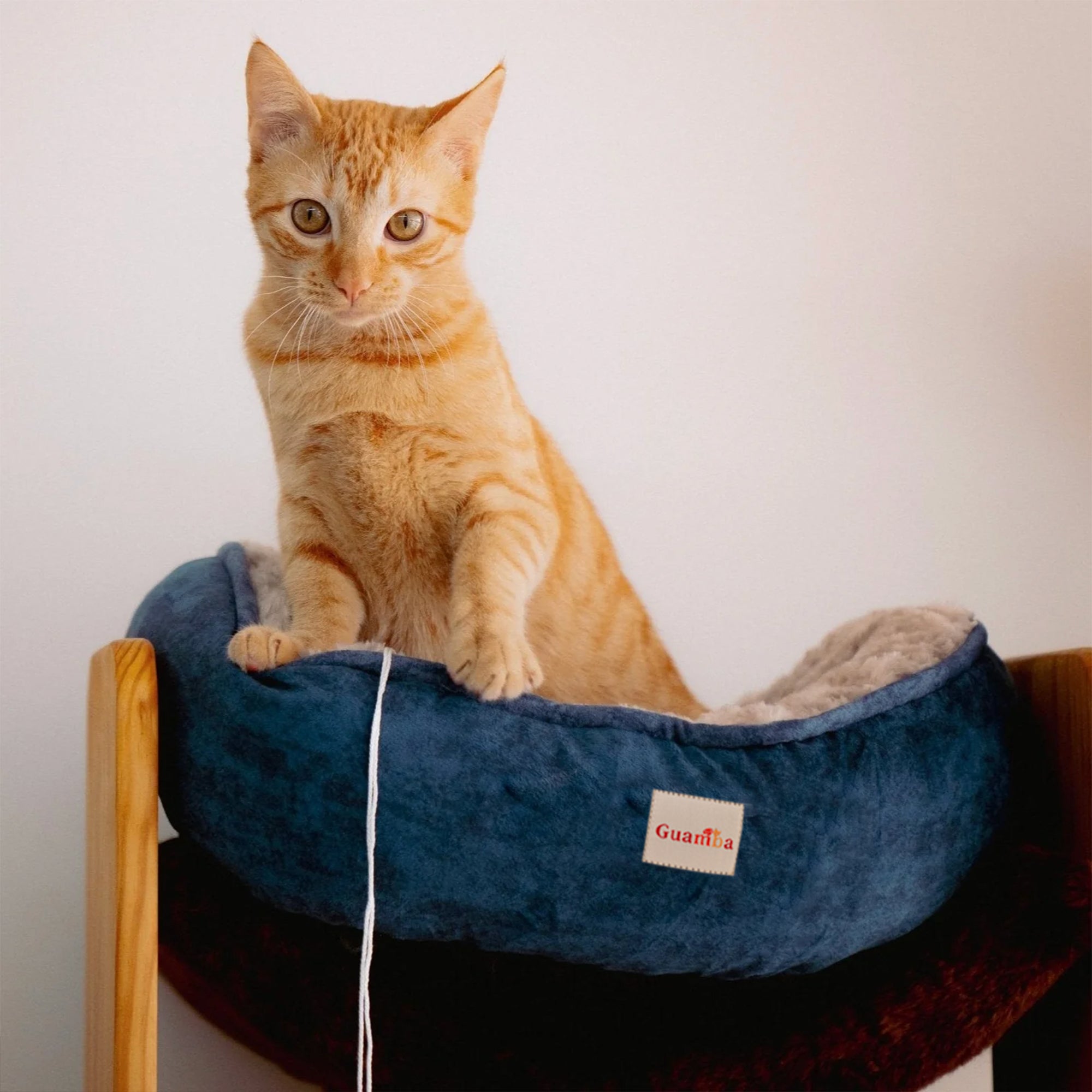 PARIS-GATO-2.jpg