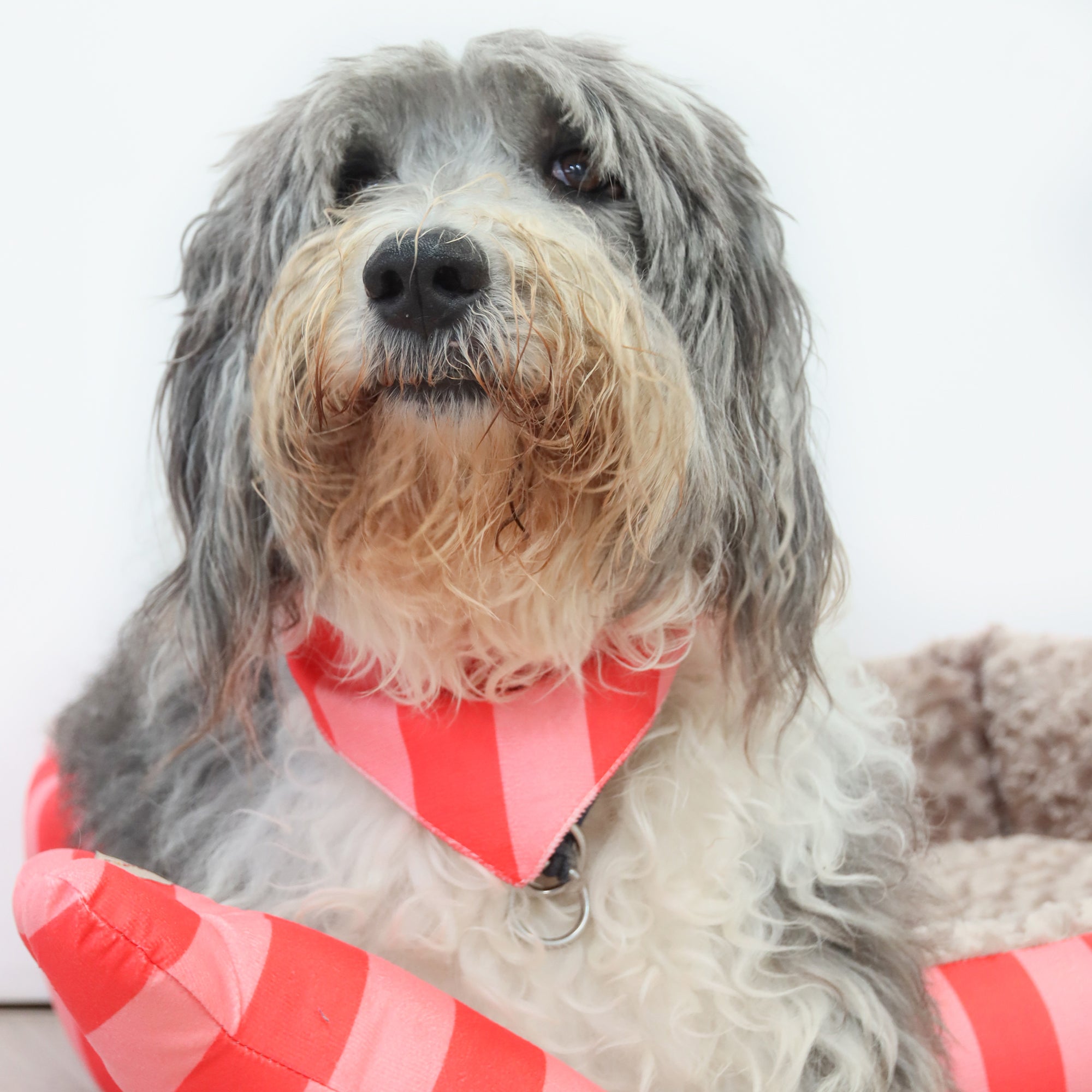 Bandana Funny para mascota