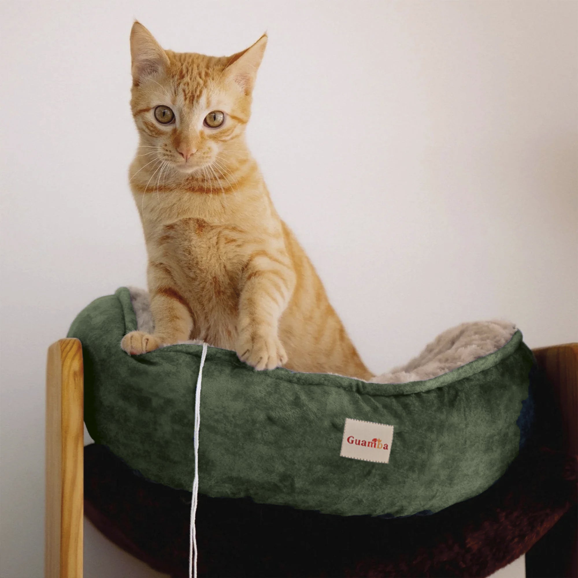 cama-gato-pistacho-3_012ad563-ec13-4c11-a7d5-e52f3eb13e3a.jpg