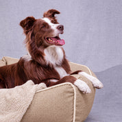 Cama Fresh para perro